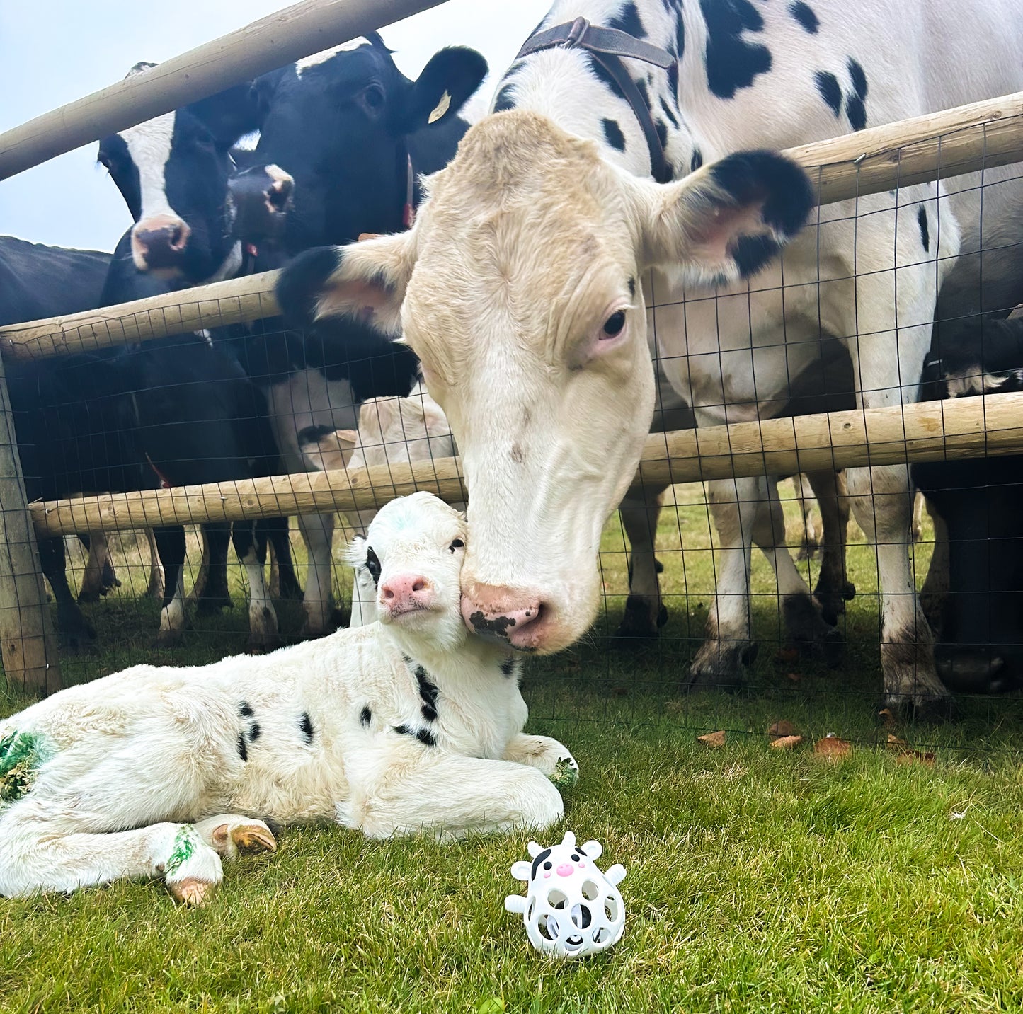 Calf lying on grass next to a cow with a fence in the background with millie the teether