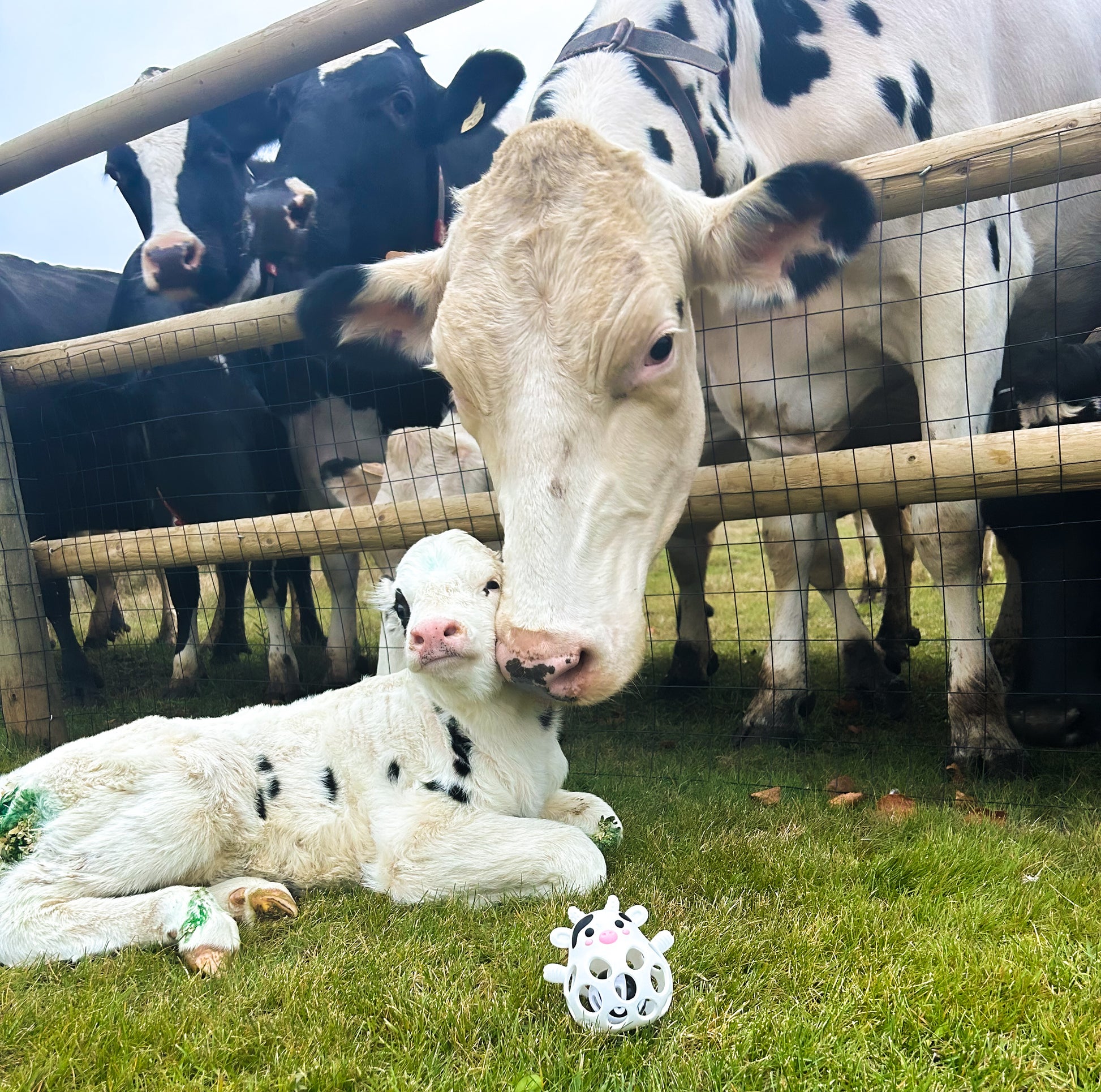 Calf lying on grass next to a cow with a fence in the background with millie the teether